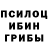 Псилоцибиновые грибы Psilocybine cubensis Daryn Janabaev
